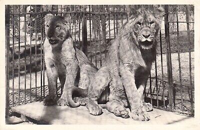 Carte postale ancienne PARIS parc zoologique Bois de Vincennes couple de lions