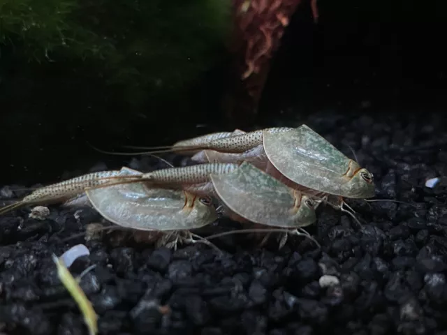 200 Œufs De Triops longicaudatus