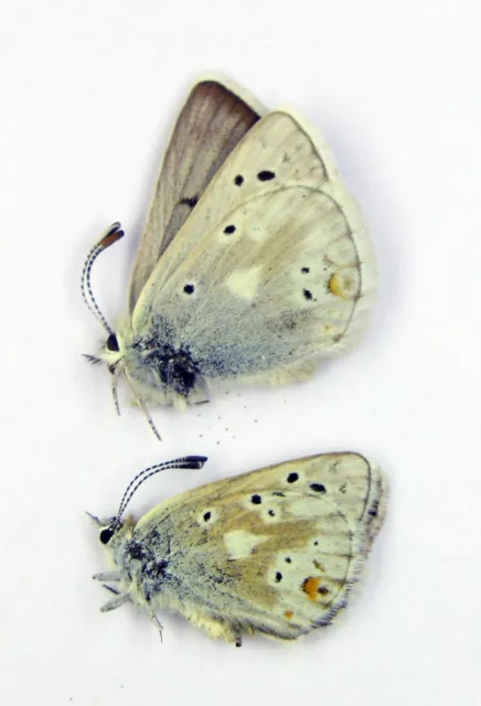Agriades pyrenaicus ergane pair (Lycaenidae)