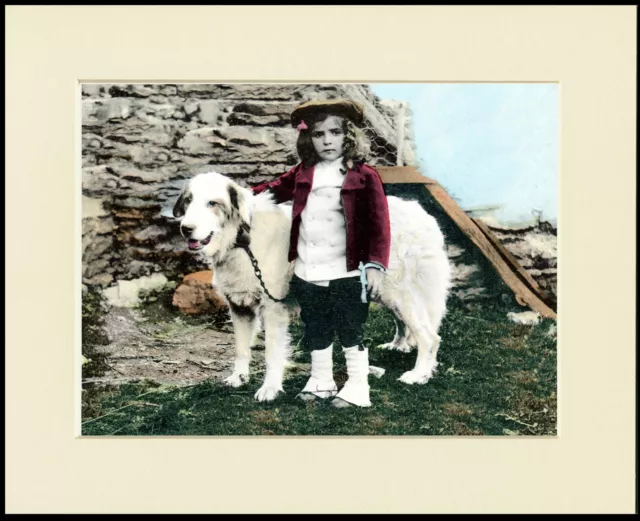 Pyrenean Mountain Dog And Little Girl Lovely Print Mounted Ready To Frame