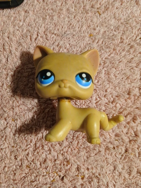 figurine PETSHOP original chat européen short hair 1643 pet