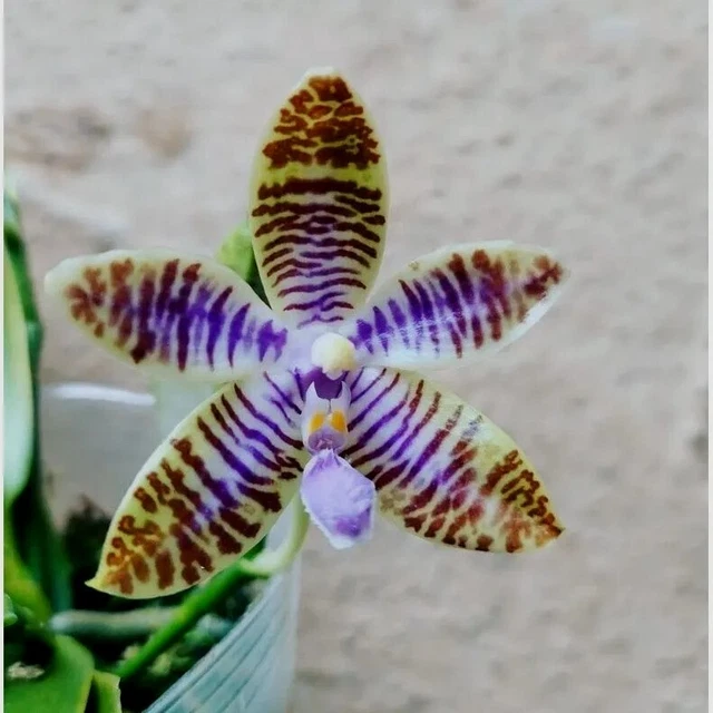 Phalaenopsis Lueddemanniana Coerulea (Blue Ludde) 6 spike lg healthy phal plant