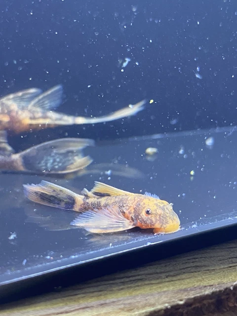 super red longfin calico bristlenose pleco 1”-1.25” (read description) 2