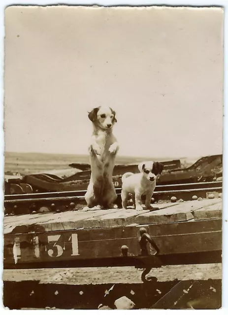 photo anonyme snapshot 1910 un chiots et sa mère  - chien dog old photo