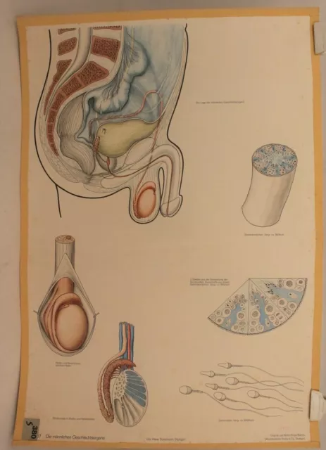 Schulwandkarte Male Geschlechtsorgane Der New Schulmann No. 4207 Wall Picture