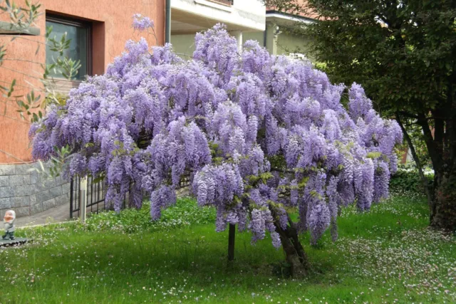 15 semillas de árbol de glicitis africana, semillas de Bolusanthus speciosus, semillas de glicitis de árbol