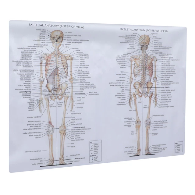3B Scientific Skelett Poster - Anatomisches Lehrposter 50x67cm