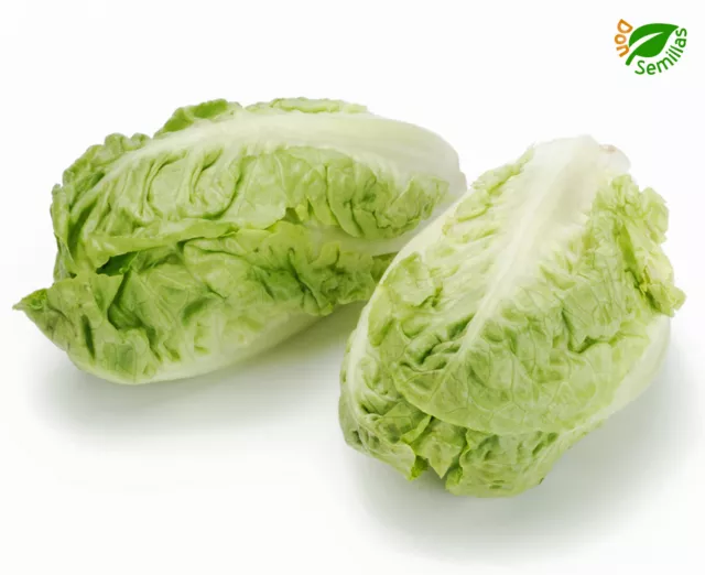 Lechuga Cogollos ( 1.000 semillas ) seeds Sucrine