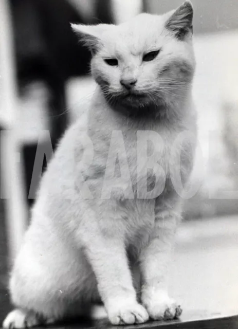 Foto vintage de archivio UK, Sam El Gato Estrella de La TV, impresión 21x15 CM