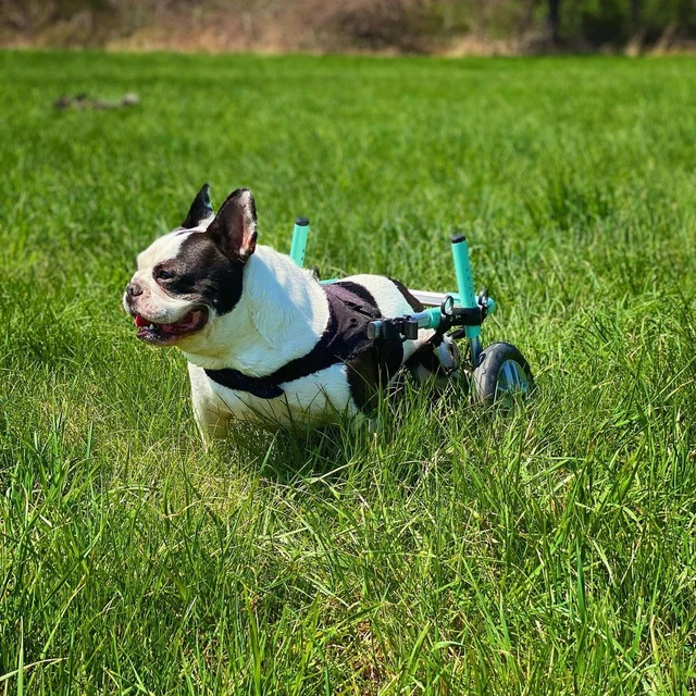 Lightweight Dog Wheelchair - for Small Dogs 11-25 Pounds - Veterinarian Approved 3