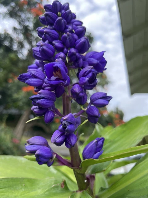 thumbnail image 2 of Dichorisandra Species, Blue Ginger Dichorisandra Thyrsiflora 2 of 13