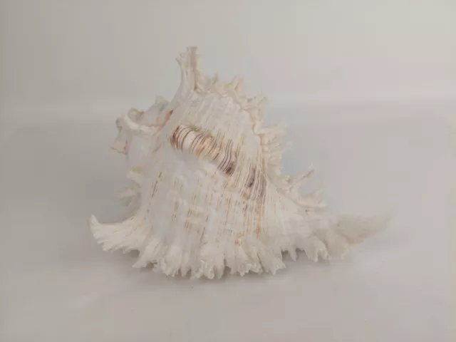 Murex Sea Shell Conch Shell 20 X 13cm Natural Shape White Pink   T823