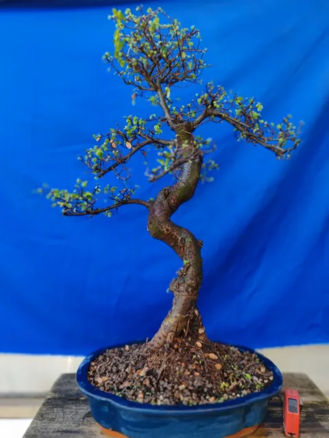 Bonsai Orme Chinoise H 76 CM Visite Le Magasin