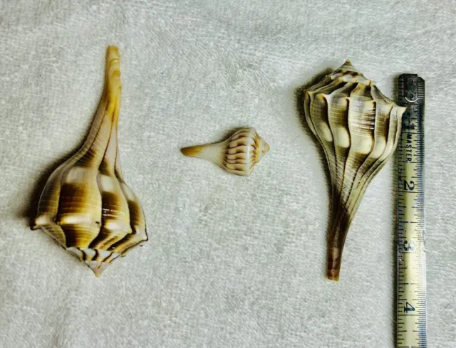 Sea Shells 3 Lightning Whelk Sea Shells 2-3 1/2” & 1-1 1/2” Found in FL(f)