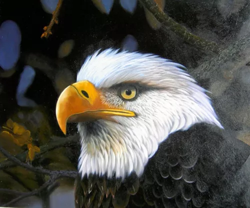 Dream-art Oil American bald eagle the national bird of the United States canvas