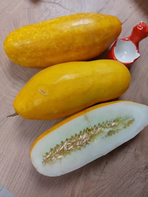 Gurke Hmong Red aus Südostasien - Cucumber 5+ Samen Seeds Graines Cu 044