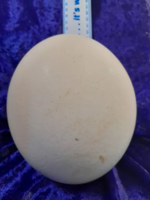 OSTRICH EGGS - Blown, Slighty Marked