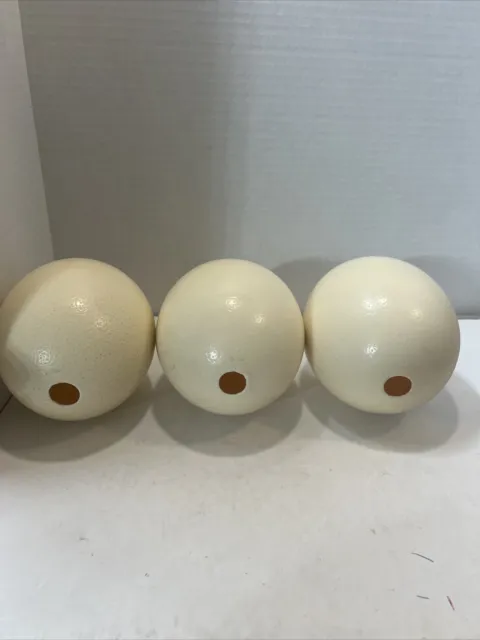 3 cáscara de huevo de avestruz en blanco para manualidades, decoración, pinturas