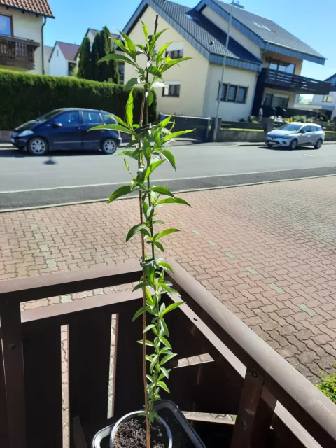 Pfirsich Baum kern echt ca.80 cm,groß.Obst für den Garten.Winterhart.Einjährig