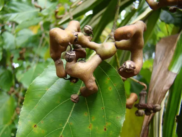 Japanischer Rosinenbaum - Hovenia dulcis - 10 Frische Samen