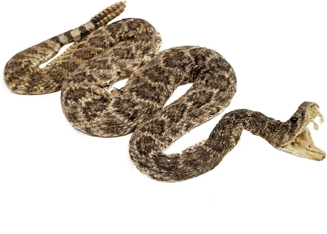 TG,LLC Treasure Gurus Genuine 100% Real Eastern Diamondback Rattlesnake Mounted