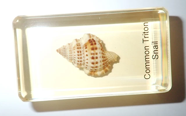 Common Triton Snail Specimen 73x41x22 mm Amber Clear Resin Block BK2A