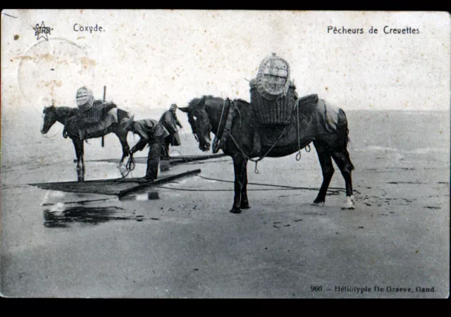 COXYDE (BELGIQUE) PECHEUR de CREVETTES avec CHEVAL attelé en 1910