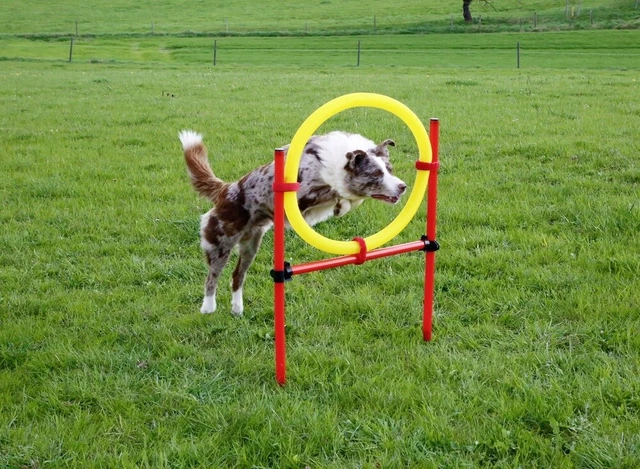 Set completo (3 pezzi) AGILITY Kerbl rosso/giallo NUOVO