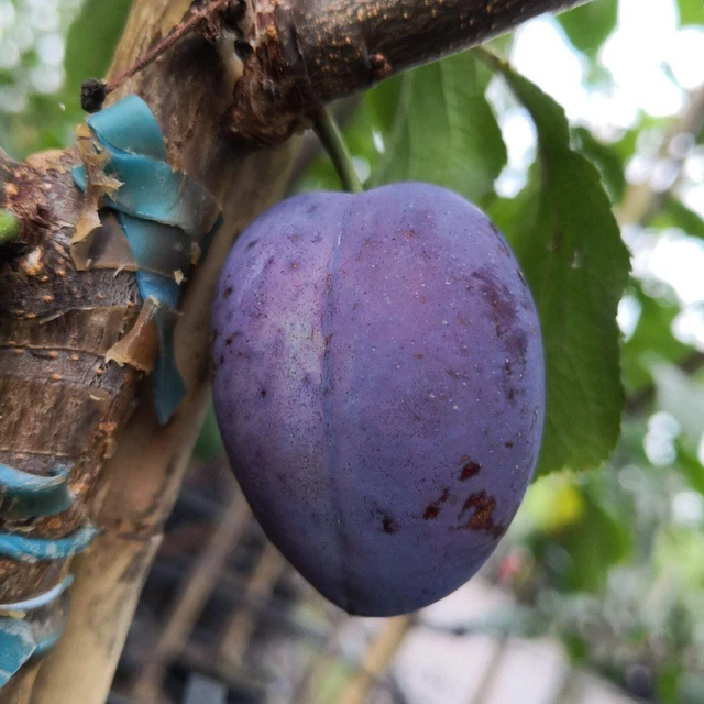 CACAKS SCH NE HORTIPENDIUM visual data 2