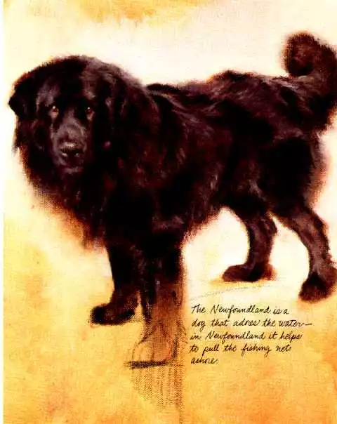 Newfoundland - CUSTOM MATTED - Vintage Dog Art Print - Poortvliet