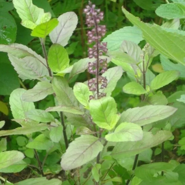 Basil Holy Ocimum Tenuiflorum Sanctum Tulsi Basil 300 Seeds - Seeds