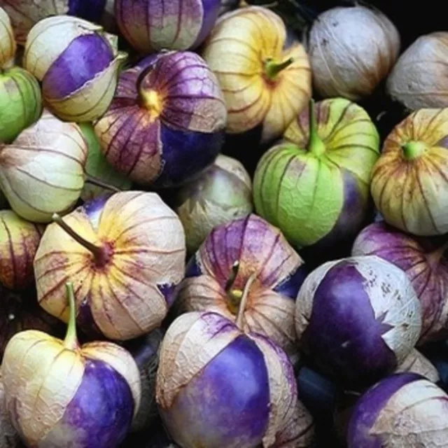 100 Graines de Tomatillo Pourpre- Physalis tomate jardin semences paysannes