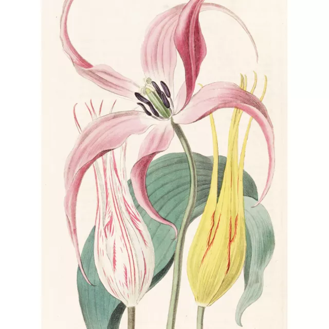 Edwards Garden Tulip Flower Botanical Illustration Canvas Wall Art Print Poster