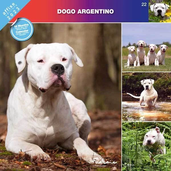 DOGO ARGENTINO CALENDAR 2023 (affixes) 23.89 PicClick