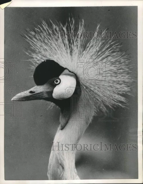 1953 Press Photo A London Zoo peacock displays her beautiful headpiece