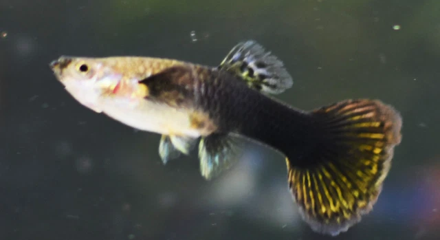 6 Large Black Dragon Guppies Guppy Live Freshwater Aquarium Fish