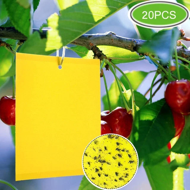 10/20x Grande Appiccicoso Fly Trap (20 10cm) - Carta Acchiappasogni for Interno