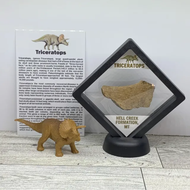 Triceratops Extinct Dinosaur Tooth Fossil in Display Case with Toy