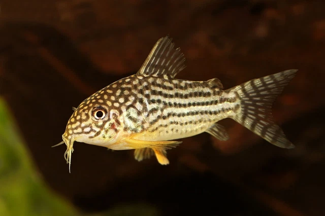 (1)Sterbai Cory Catfish (Corydoras sp.) - Live Freshwater Fish Catfish