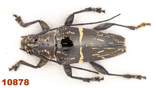 Cerambycidae: Trigonoptera  sp.  A2, 18 mm, 1 pc