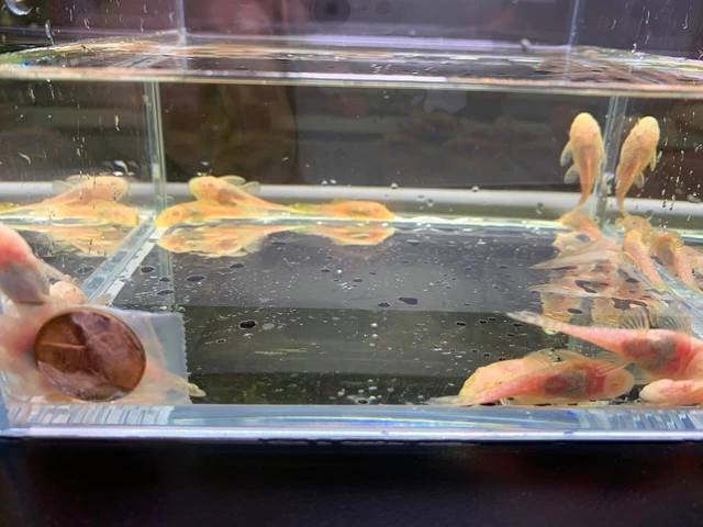 Albino Bushy Nose Pleco (1.0") - 6 pack