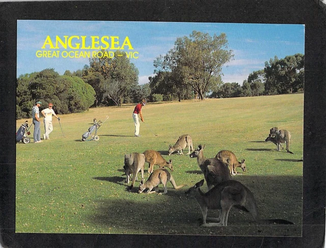 B0178 Australia V Anglesea Golf Club Kangaroos postcard
