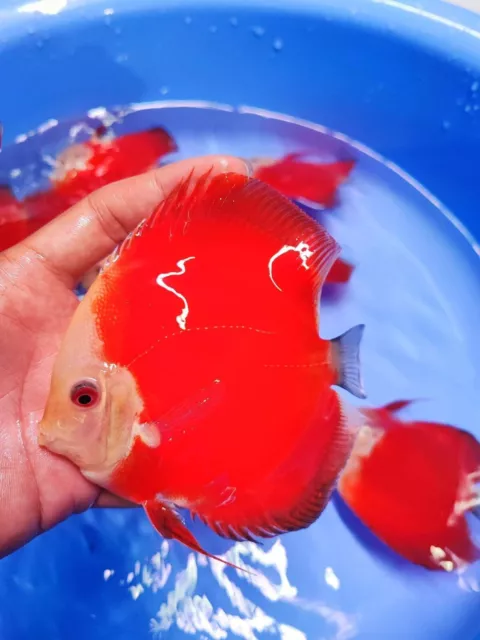 High Quality Super Red Discus Fish 5in - Brighting Your Aquarium Up