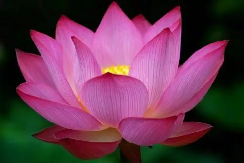 Nelumbo Nucifera Pink Lotus - Pink Lotus, 10 Seeds + Free Gift