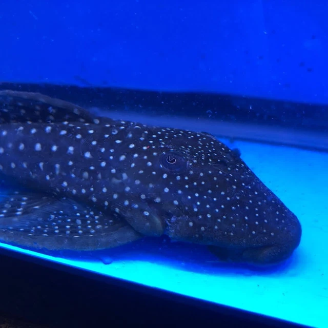 Blue phantom pleco L-128 4-4.5" live tropical fish