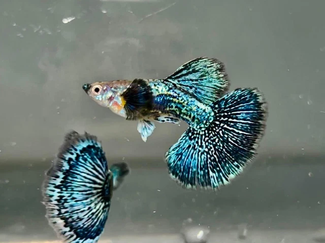 1 Trio Live Guppy Fish - Green Dragon - High Quality
