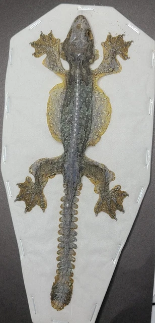 Real Preserved Flying Lizard Reptile Oddity Curiosity Flying Gecko