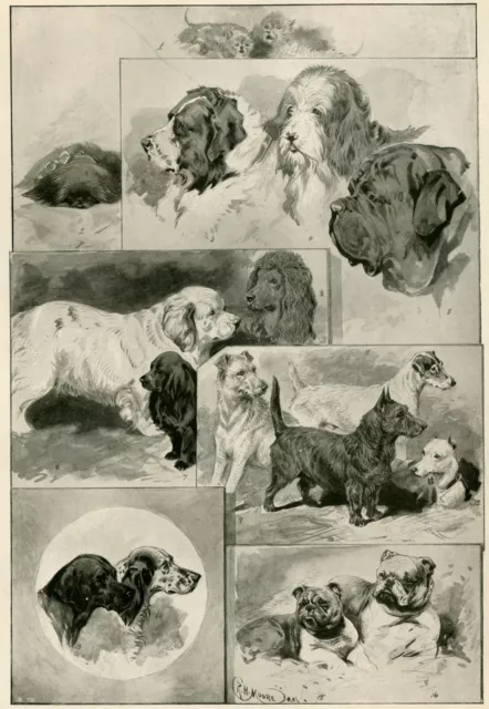 Clumber Irish Water Spaniel Scottie Bulldog Setter Pointer Dog Old Print 1896
