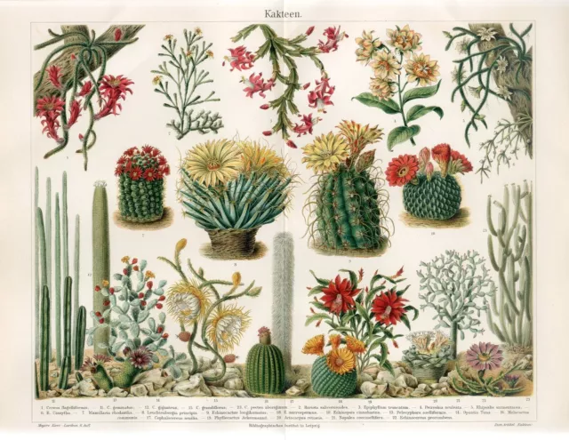 1897 CACTUS CACTI FLOWERS PLANTS PRICKLY PEAR Antique Chromolithograph Print