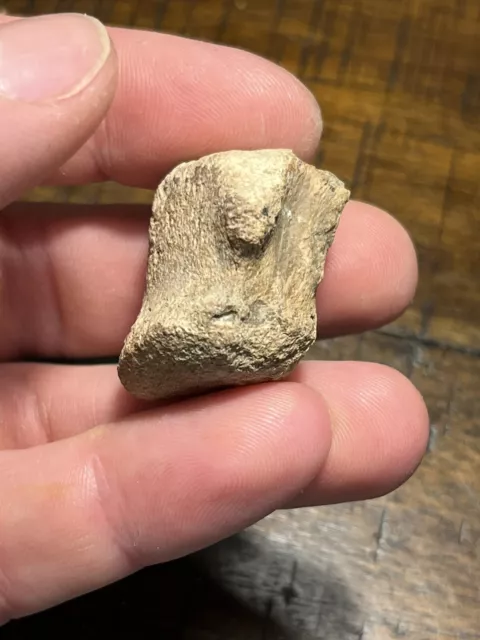 Small Dinosaur Tail Vertebra Fossil Judith River Formation  MT